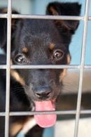 714330_stray_puppy_with_tongue