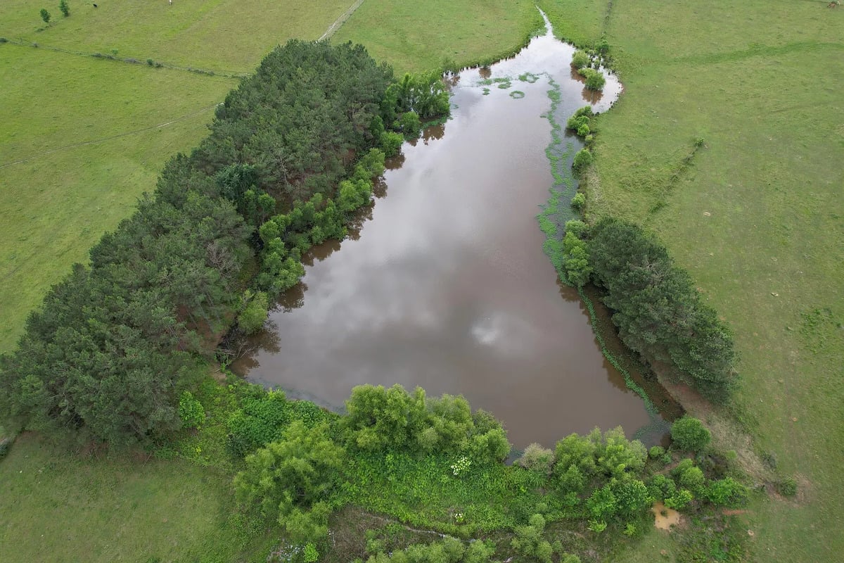 Aerial view of pond lined with pine trees on an Amish farm in Randolph, Mississippi