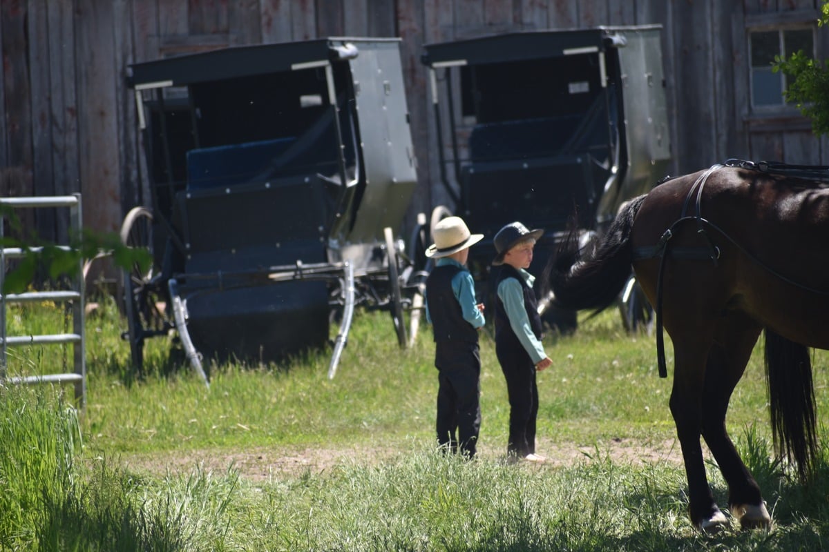 Two Amish boys in straw hats standing near horse and buggies against weathered barn in dappled sunlight