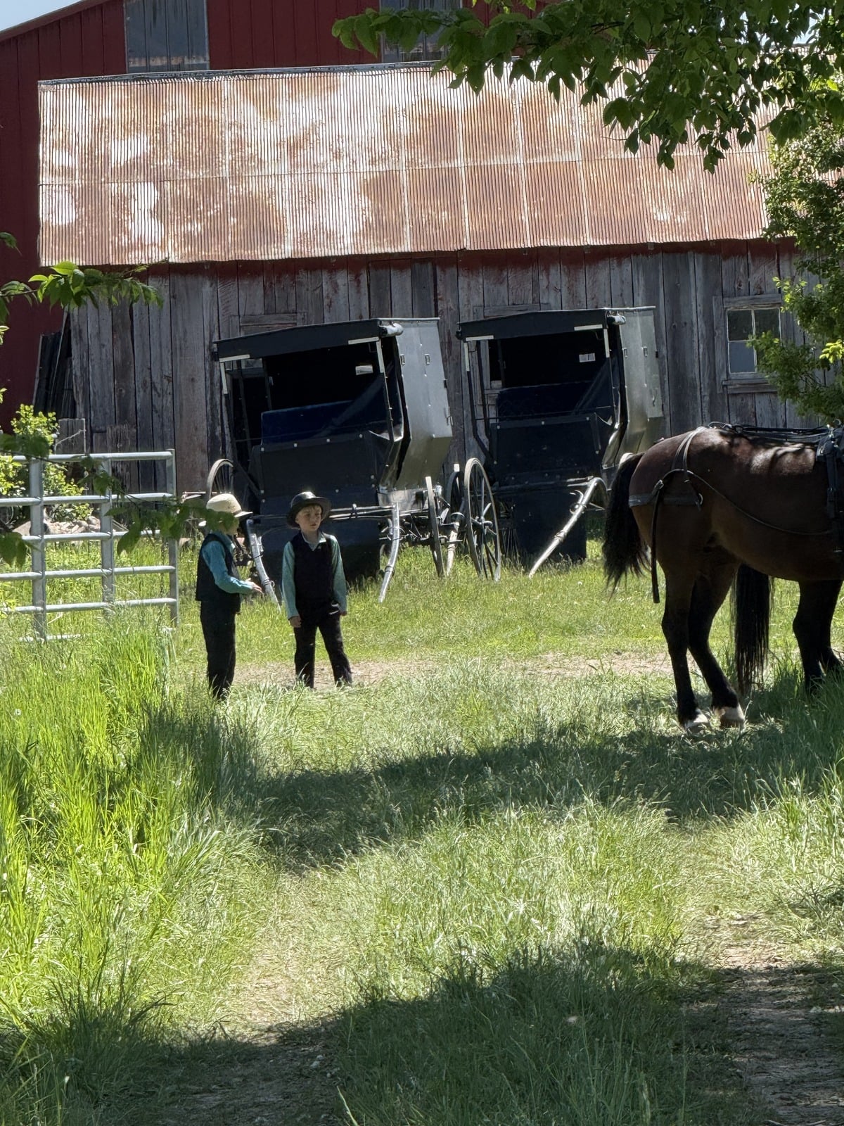 Two Amish boys standing near horse and buggies parked against weathered red barn