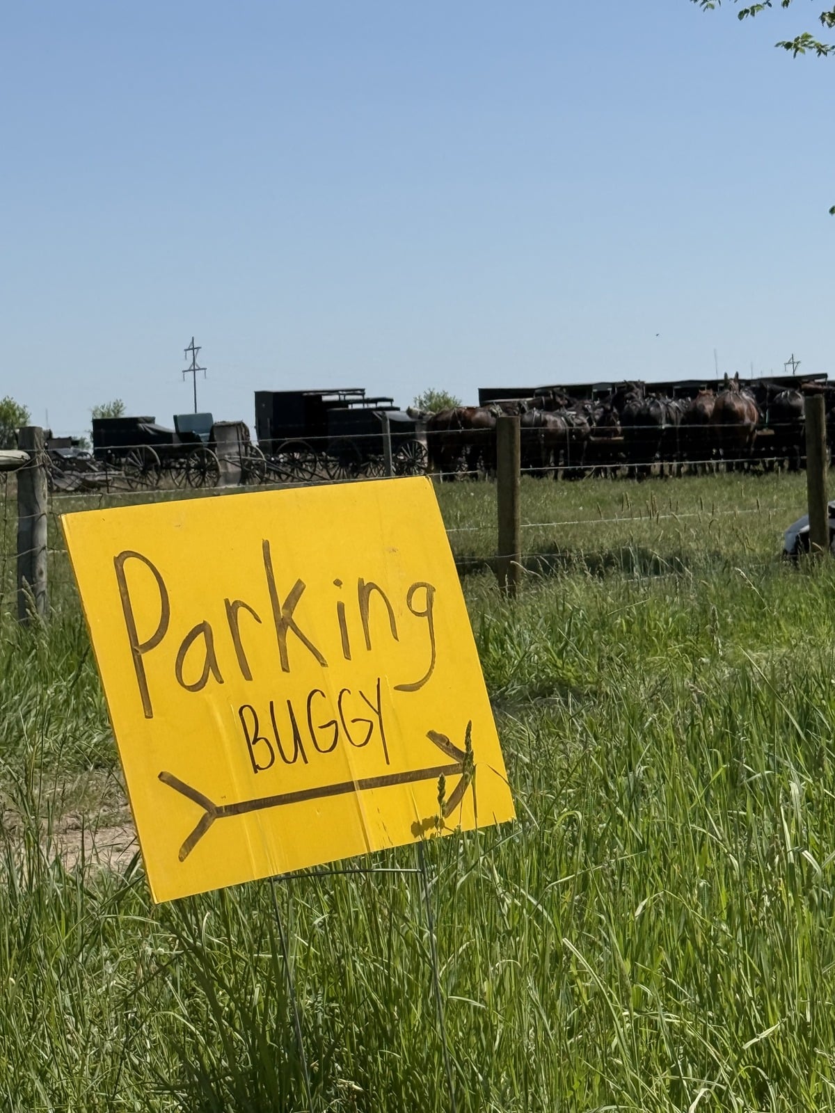 Yellow handwritten buggy parking sign with row of Amish horses and buggies in field behind