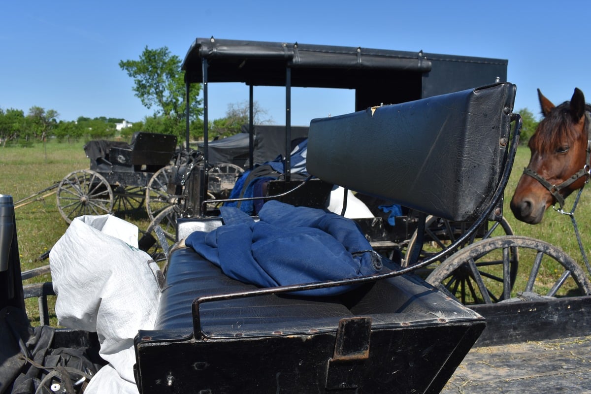 Close up of Amish buggy interior with jacket and bag on seat and horse visible peeking in from right side