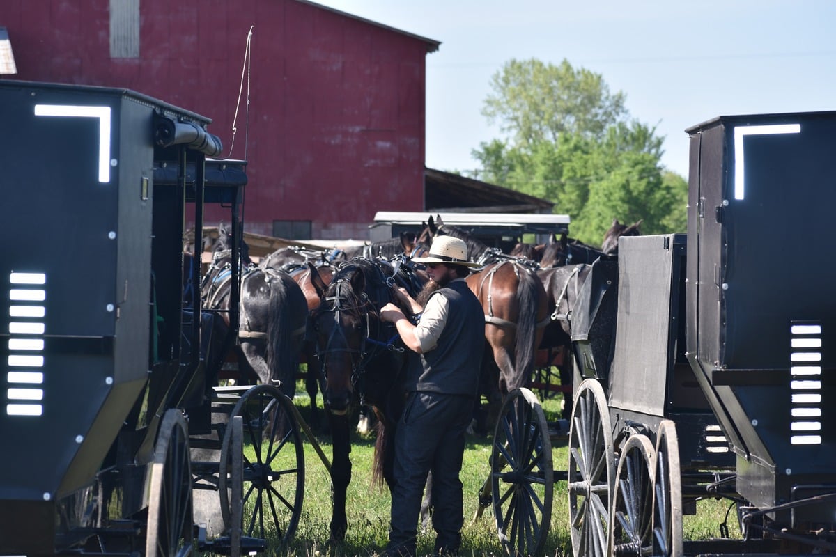 Young Amish man tending to horse between two buggies with red barn and more horses and buggies filling the frame behind