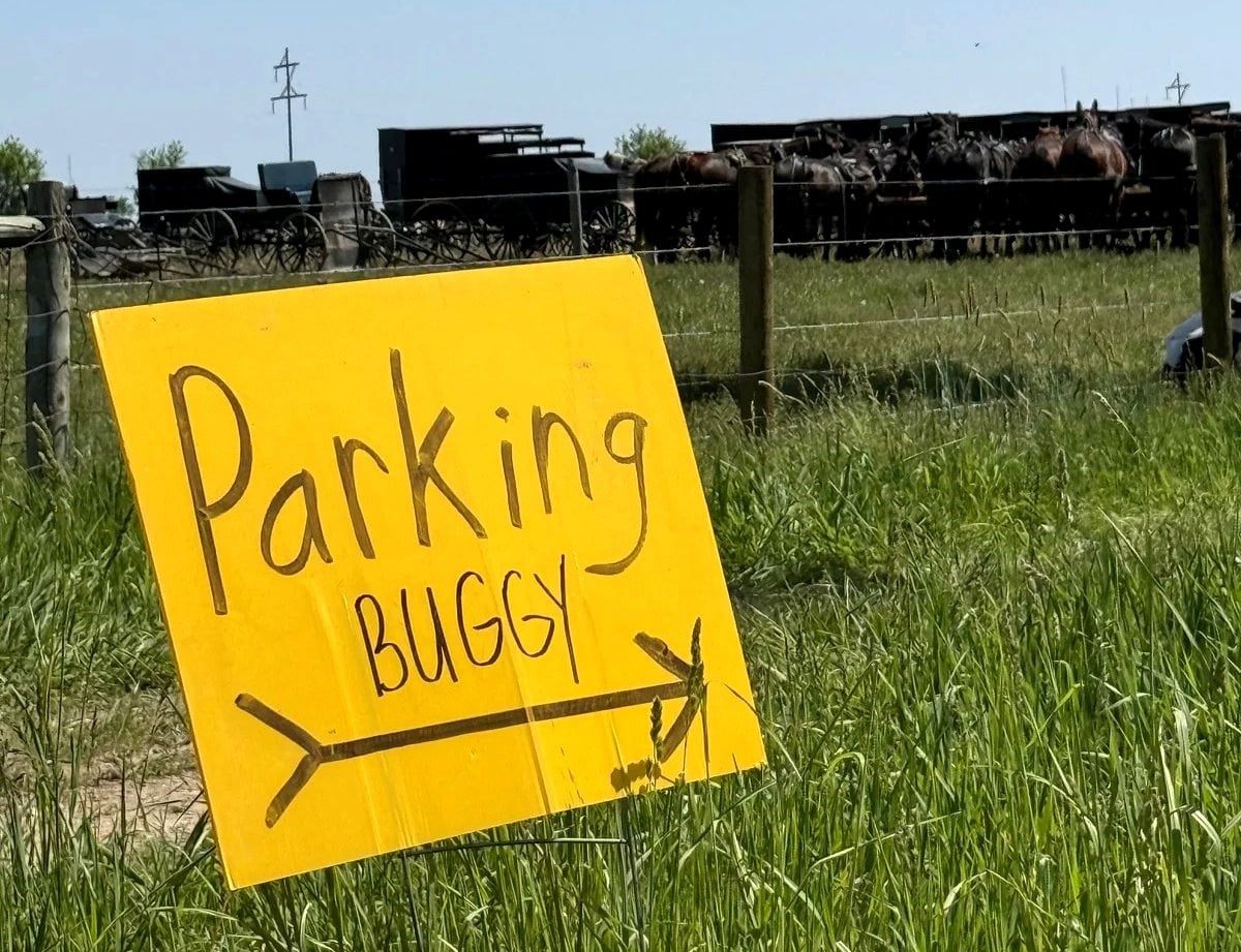 Yellow handwritten buggy parking sign in foreground with row of Amish horses and buggies lined up in field behind fence 