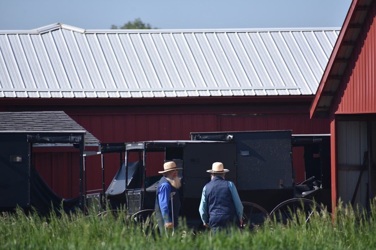 Two older Amish men in straw hats walking toward buggies parked at red barn with tall grass in foreground