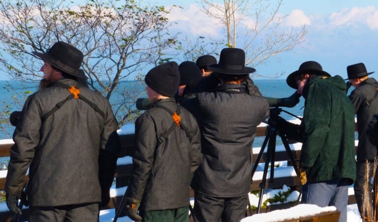 Amish Birder Spots Rare Sage Thrasher For First Time Ever In Ohio