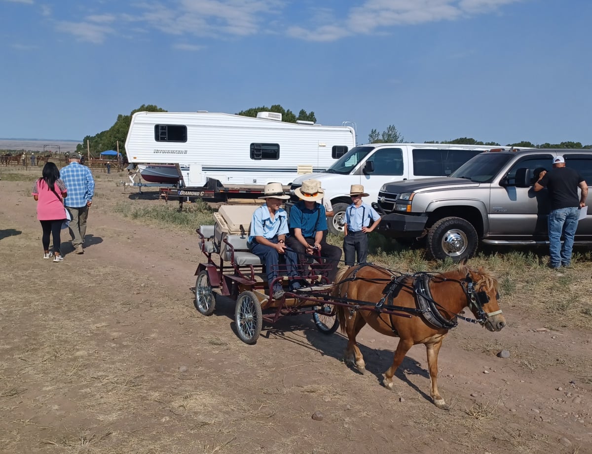 Amish boys in pony cart at Colorado auction