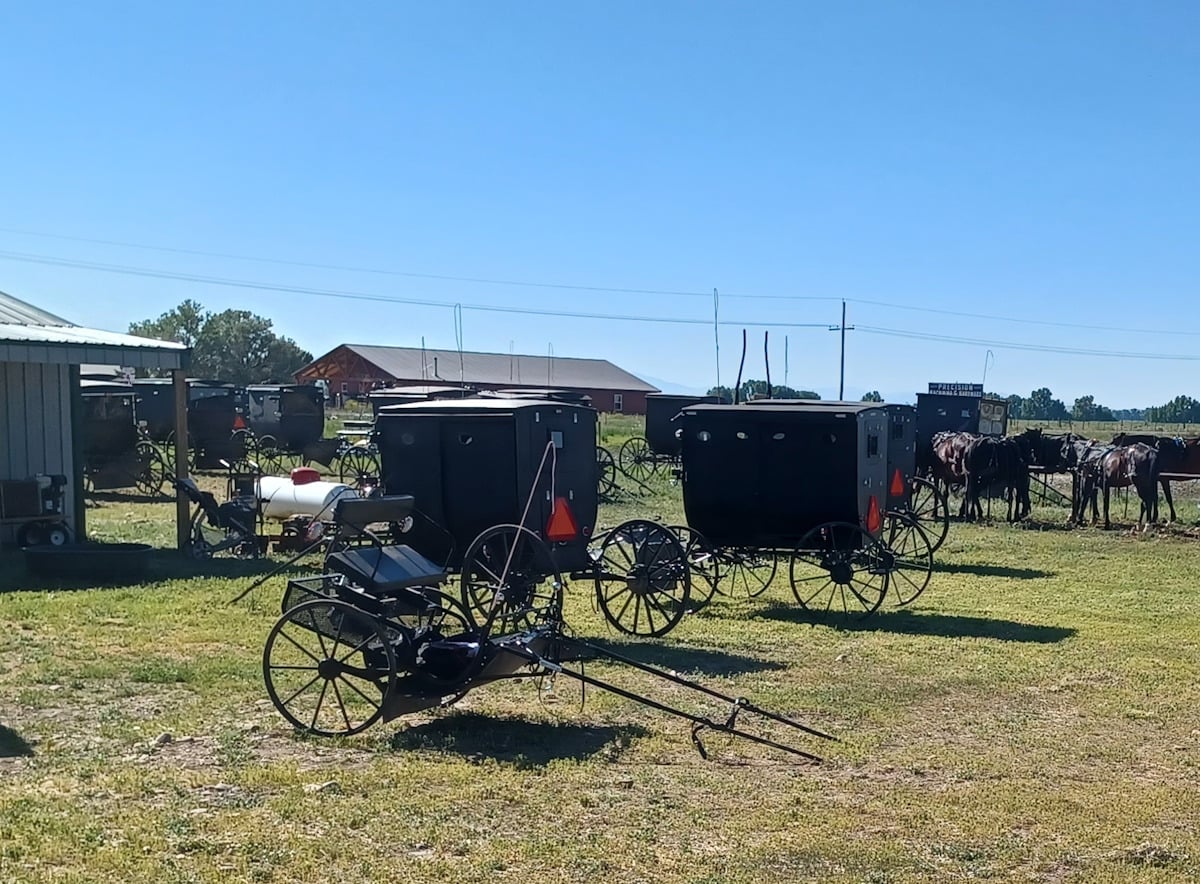 Amish buggies and two-wheeled cart at Colorado auction
