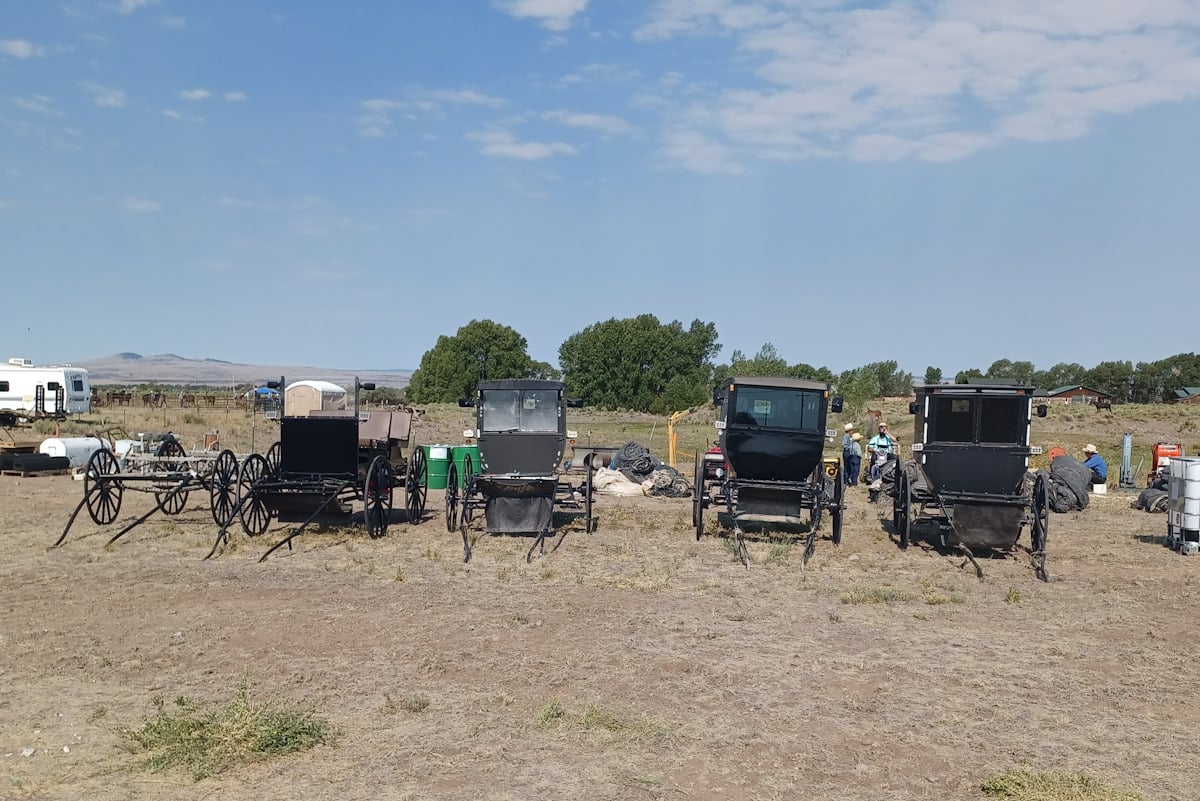 Amish buggies lined up for sale at Colorado auction