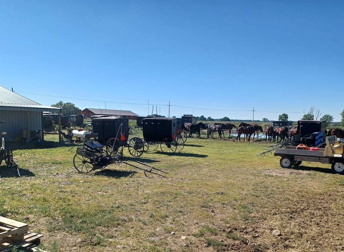 Amish buggies parked at La Jara Colorado auction grounds