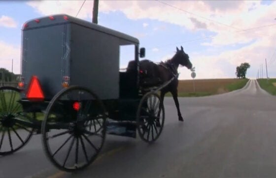 Horse-drawn buggy on a rural road, with a gray box carriage and large spoked wheels, traveling away from the camera under a sunny sky.