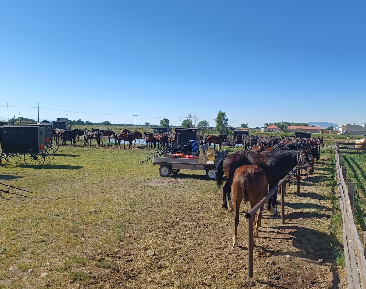 Amish buggy parking and horses at Colorado auction