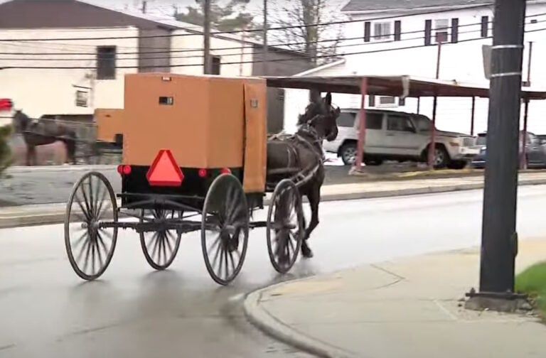 Horse Killed After Amish Buggy Crash Sends It Into Traffic