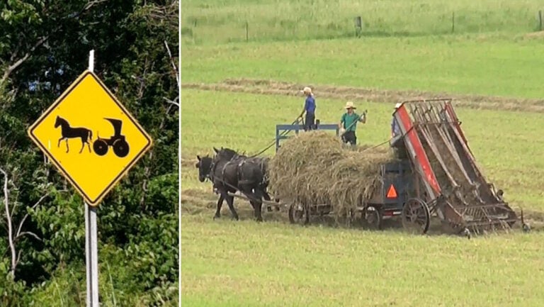 Amish Buggy Hit by Car on New York Highway — 77-Year-Old Amish Man Critical, Horse Killed