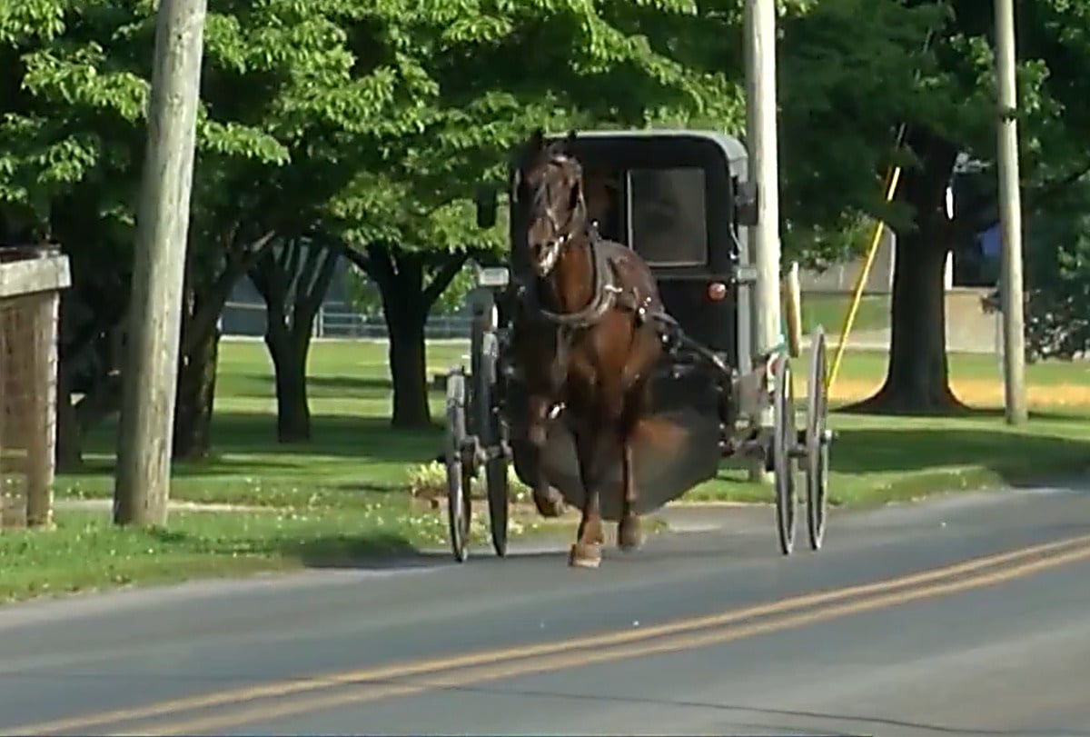 Amish horse and buggy traveling down a paved road lined with trees