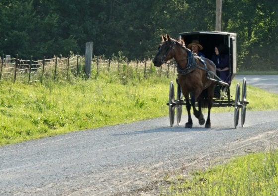 Brown horse pulling a small black buggy along a rural gravel road, with two passengers visible in the wagon.