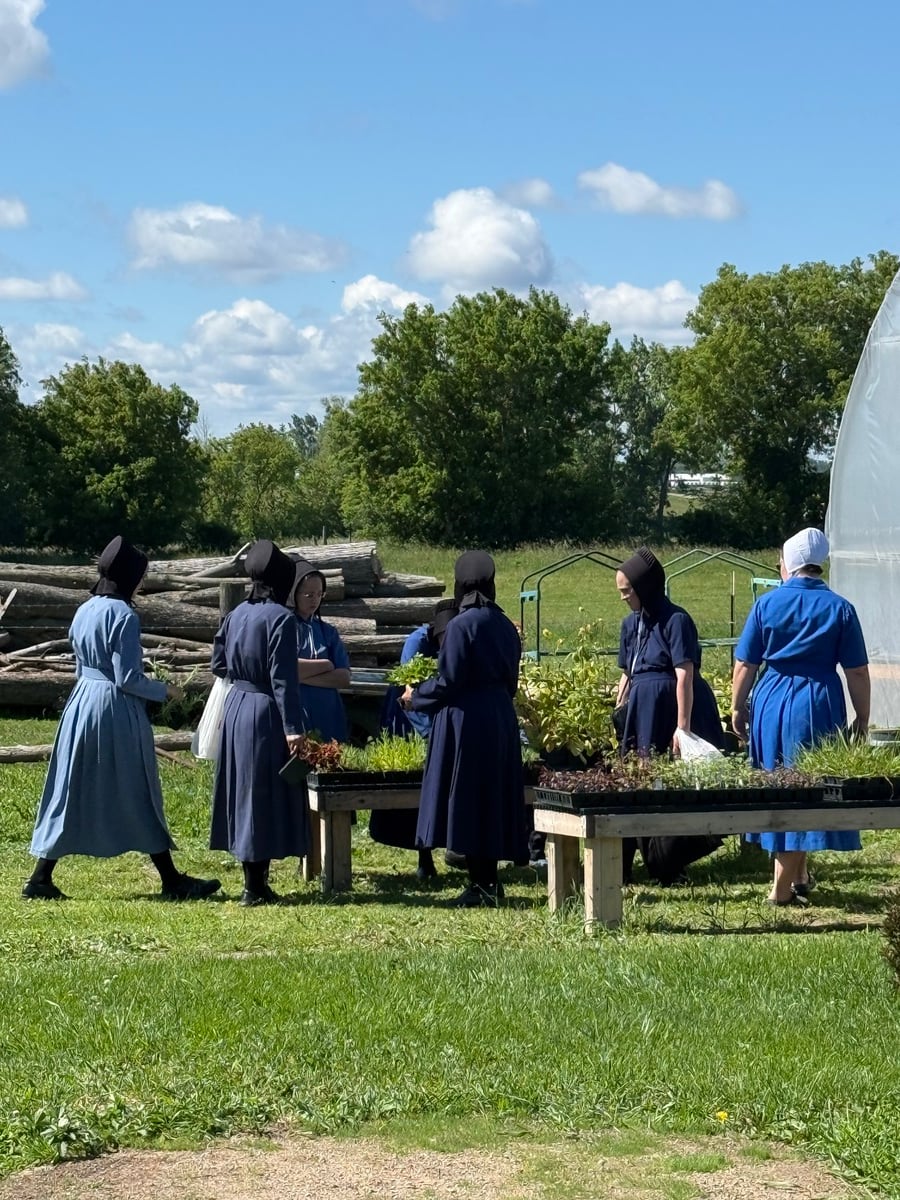 Amish women looking over plant and seedling tables outside a greenhouse in Cass City, Michigan