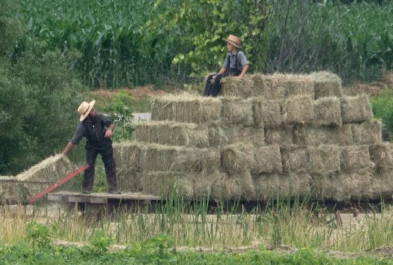Amish Teen, 16, Killed When Spooked Horse Flips Hay Wagon On Michigan Farm