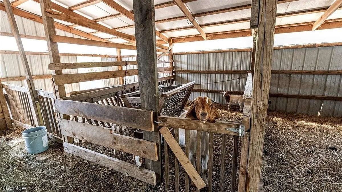 Goats in wooden stalls inside barn at Amish homestead in Cumberland Ohio