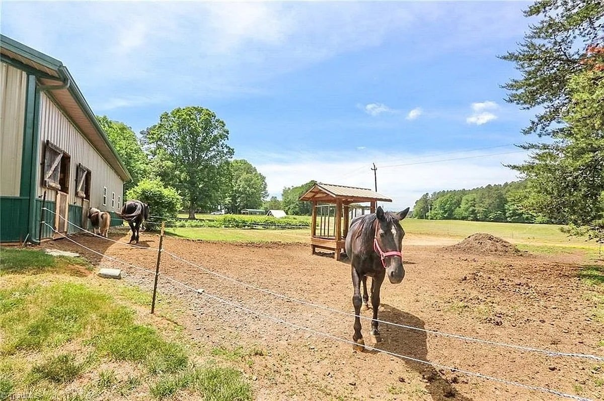 Horses in paddock at Amish property in Hamptonville, North Carolina with green metal barn and open pasture in background