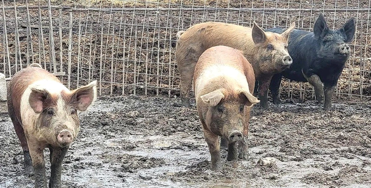Four pigs in muddy pen at Amish farm in Vevay, Indiana