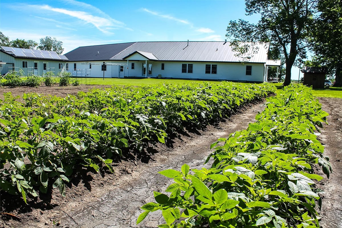 Potato rows in the garden behind the Winterset Amish home Rows of potato plants growing behind an Amish home in Winterset, Iowa