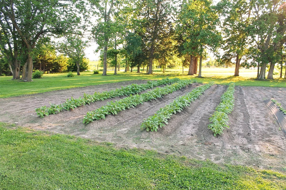 Garden rows under shade trees at the Winterset Amish homestead Long garden rows of beans and vegetables under shade trees at an Amish homestead