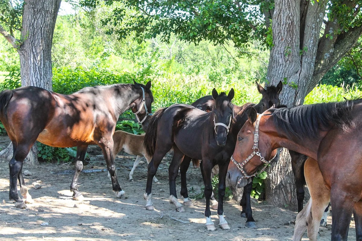 Herd of horses with a foal at the Winterset Amish homestead Herd of horses with a foal resting under shade trees at an Amish homestead
