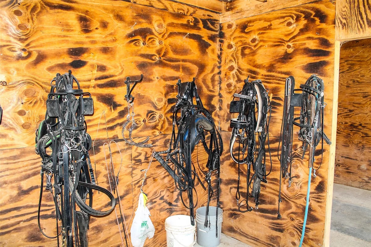 Tack room with driving harness at the Winterset Amish homestead Amish tack room with driving harnesses and bridles hung on a scorched plywood wall