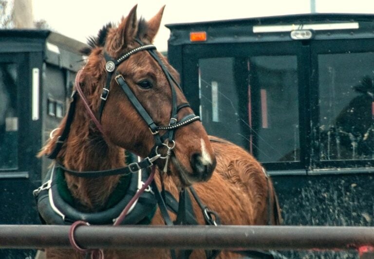 Amish Horse Collapses On Highway & Falls Into Water — Deputies Help Owner Save It