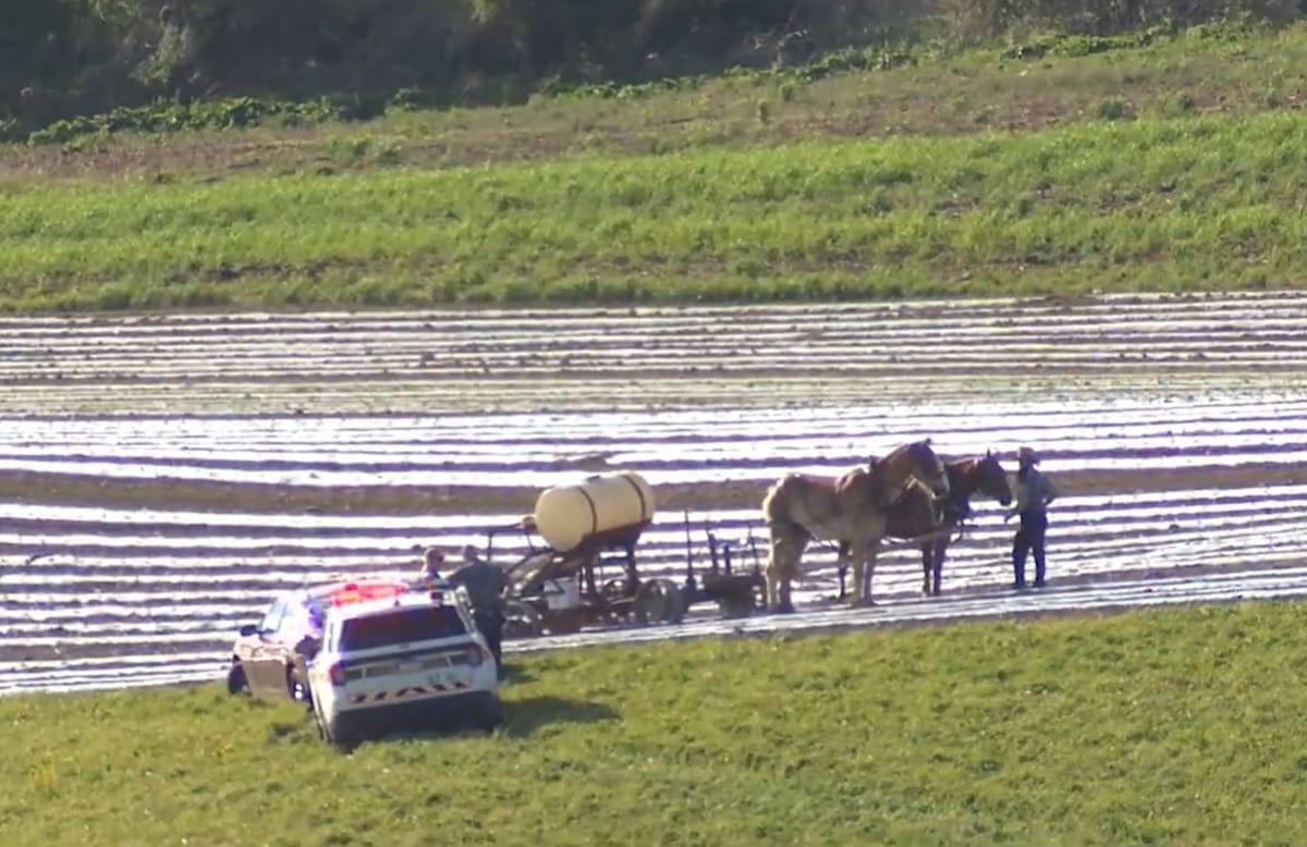 Horse-drawn equipment and team stopped in a Centre County Pennsylvania field next to a police cruiser following a farming accident