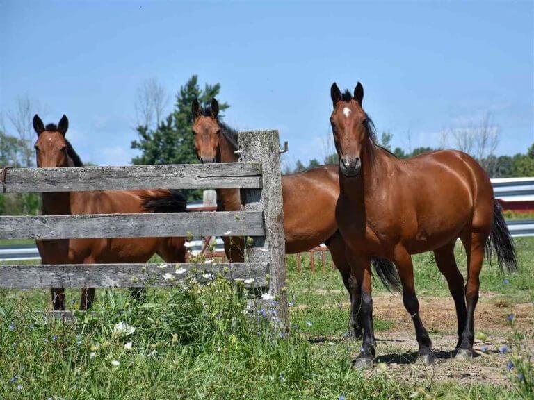 Amish Woman, Seven Months Pregnant, Dies After Kick From Horse