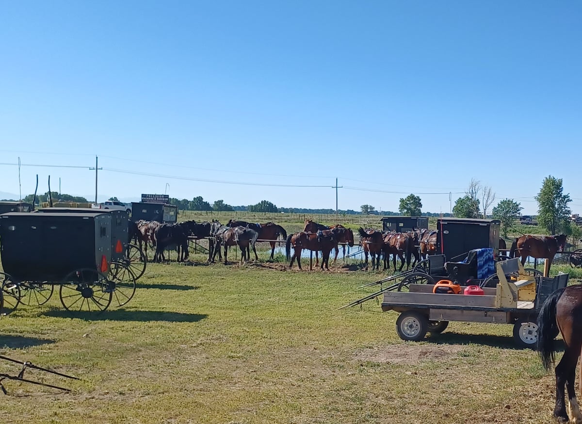 Amish horses tied up along pond at Colorado auction