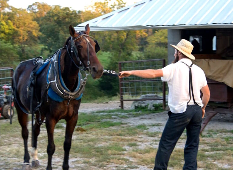 Horse Killed When Pickup Attempts To Pass Amish Buggy Turning Left