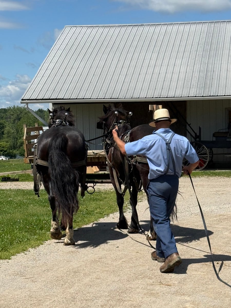 Amish man leading a team of two black draft horses toward a barn in Michigan