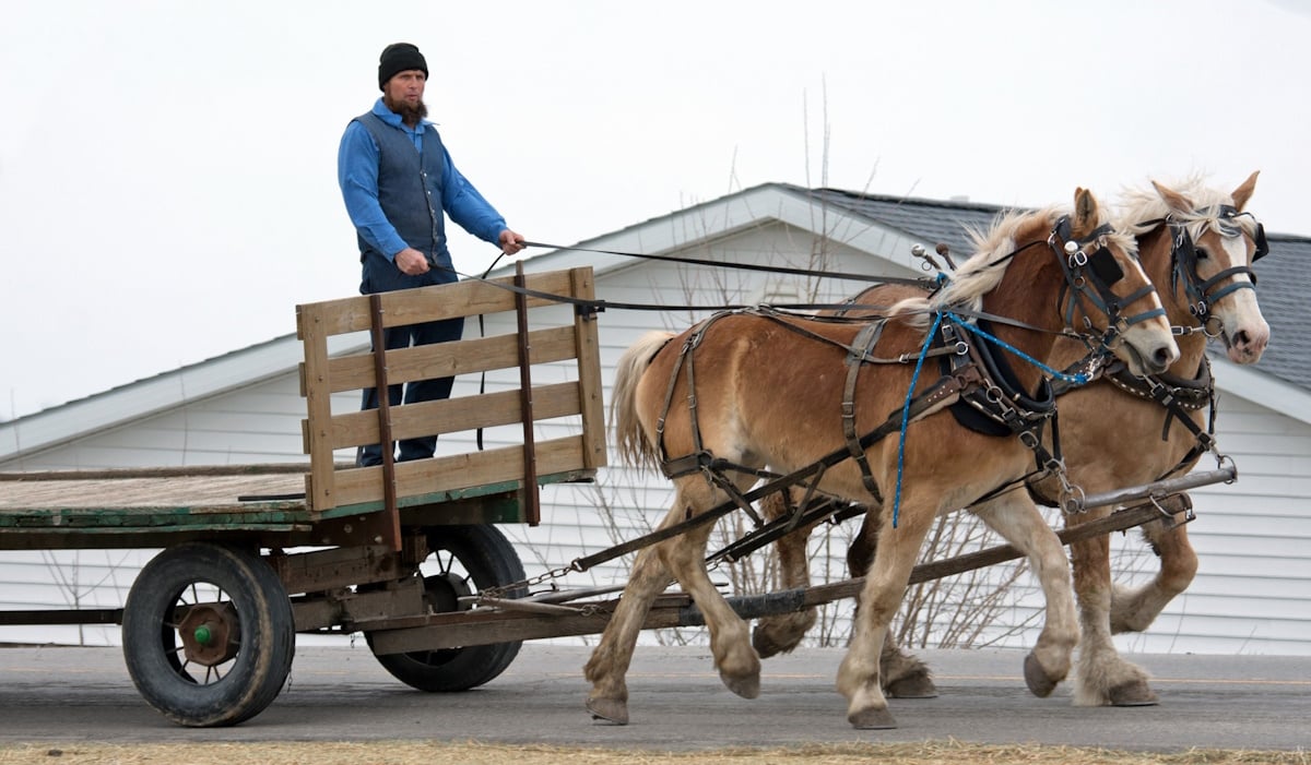 Amish man driving a draft horse team in the Jamesport Missouri Amish community