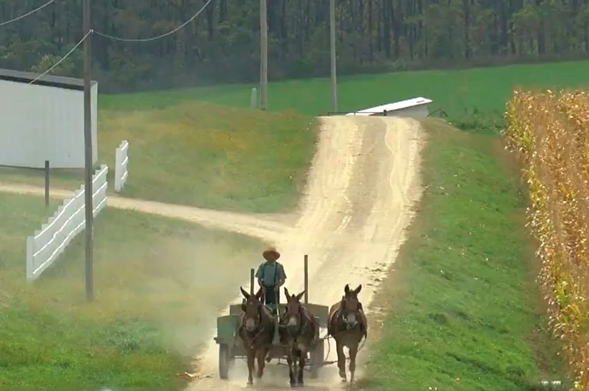 Amish man driving a mule-drawn wagon down a gravel road in Lafayette County, Wisconsin