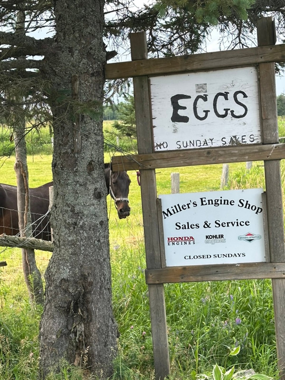 Hand-painted roadside sign reading EGGS and No Sunday Sales above a sign for an Amish engine repair shop, with a horse looking over the fence, Prince Edward Island, Canada