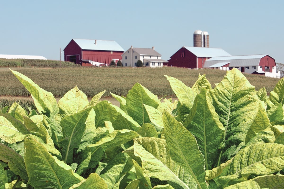 Ripening tobacco leaves with an Amish farmhouse and red barns in the background