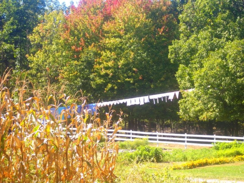 Laundry line with white clothing extending into autumn trees
