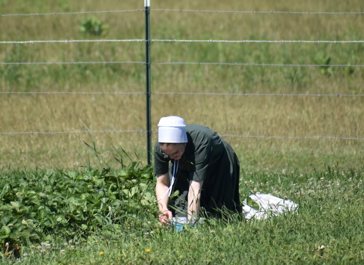 Amish woman picking strawberries in a patch by a fence in Cass City, Michigan