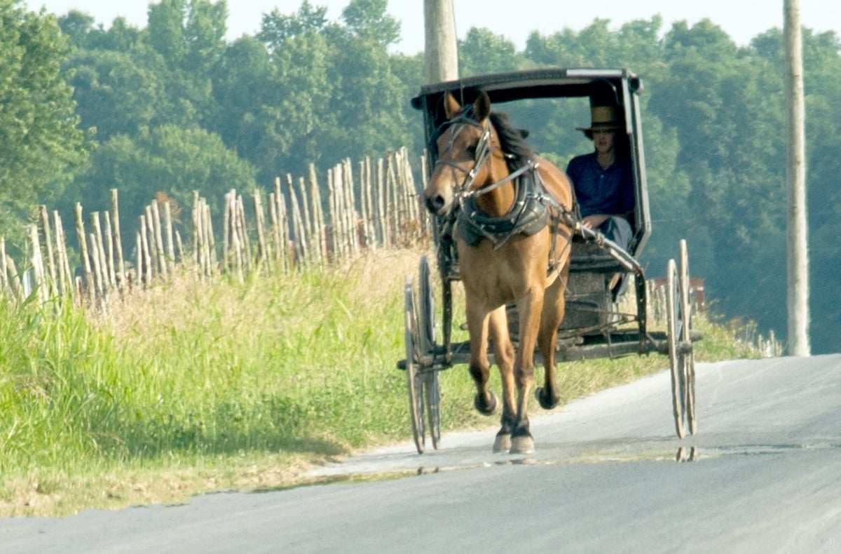 Swartzentruber Amish open front buggy on a rural road in summer