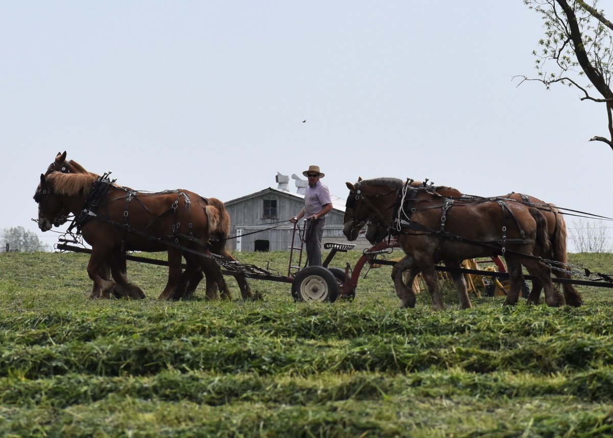 Amish farmer in sunglasses on horse-drawn machinery in a field in summer