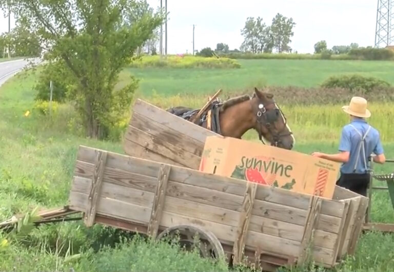 Amish Wagon Wreck: Eight People Ejected; Horse Killed (New York)