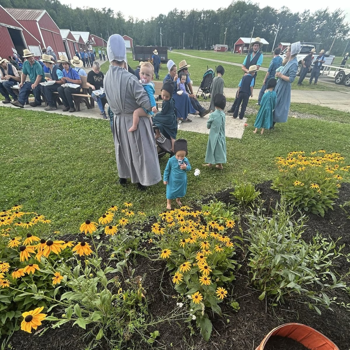 Amish families eating on the grounds outside the auction building, with flower beds in the foreground