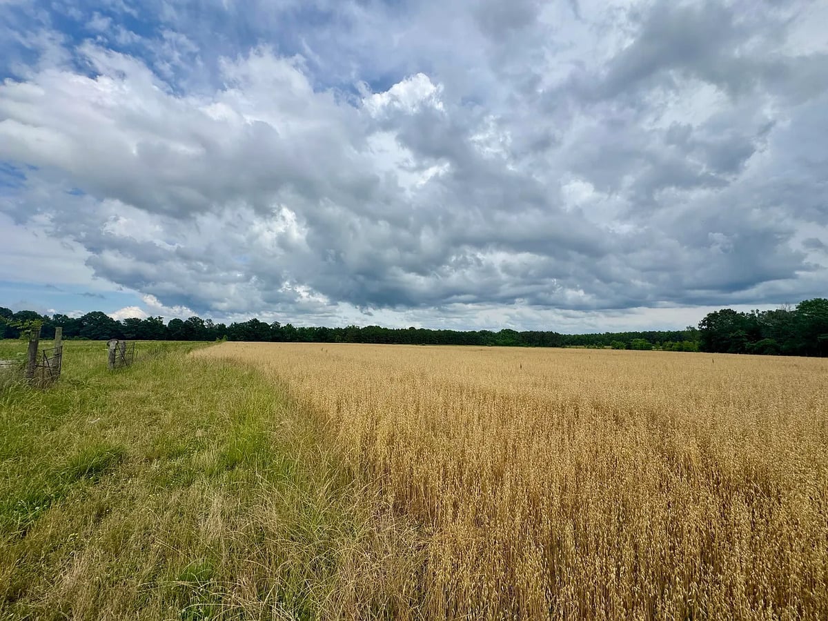 Golden grain field under cloudy sky on an Amish farm in Randolph, Mississippi