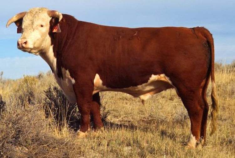 Bull Attacks Man At Amish Farm