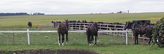 horses-waiting-iowa