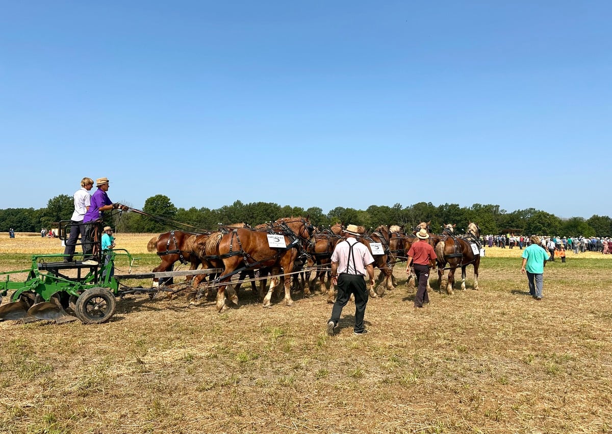 12-team hitch lineup – Horse Progress Days 2026 Twelve-horse Belgian hitch lined up at Horse Progress Days 2026 in Arthur, Illinois