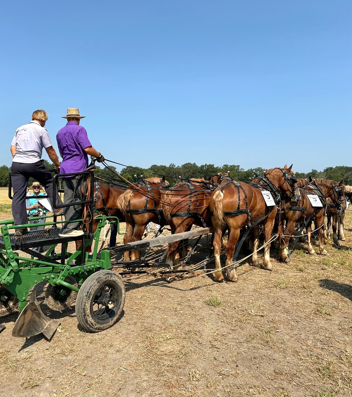 12-team hitch waiting – Horse Progress Days 2026 Twelve-horse Belgian hitch waiting to begin plowing demonstration at Horse Progress Days 2026